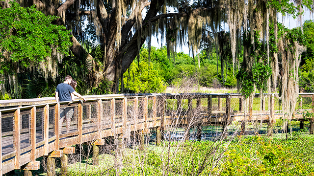 marsh catwalk