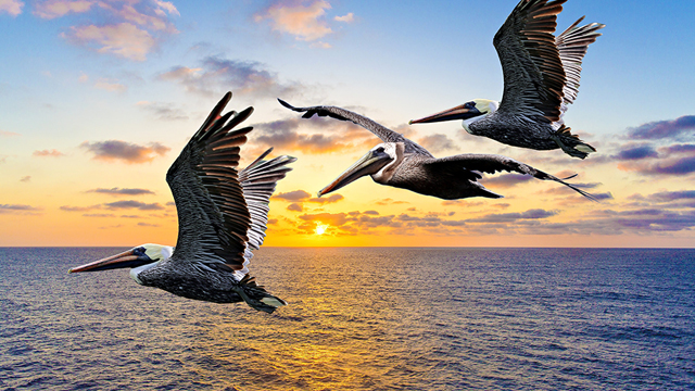 pelicans flying