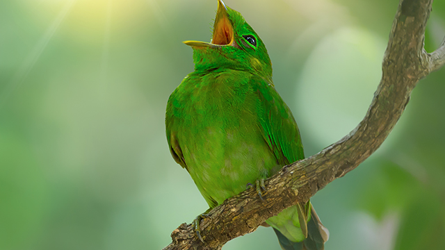 singing bird